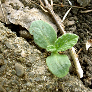 (seedling growing in pavement cracks)