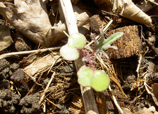 (seedling with tiny spikey leaf)