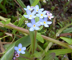 (cluster of blue flowers)