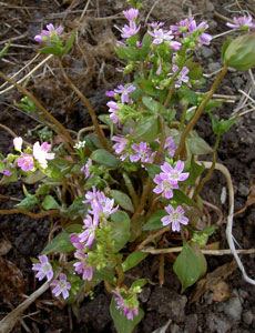 (plant with many pink striped flowers)