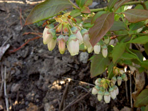 (cluster of white, lantern-shaped flowers)