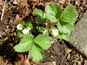 (strawberry plants)