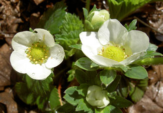 (strawberry flowers)