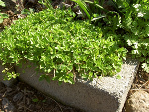 (bushy herb growing out of a concrete block)