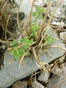 (green herb growing out of concrete block)