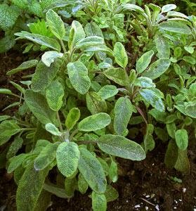 (bushy herb with varigated green/yellow leaves)