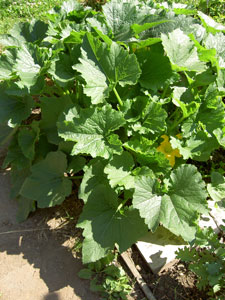 (plant with large leaves and yellow flower)