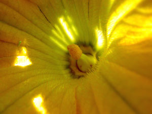 (inside of a large yellow flower)