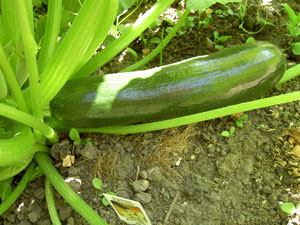 (a zucchini, still attached to the plant)