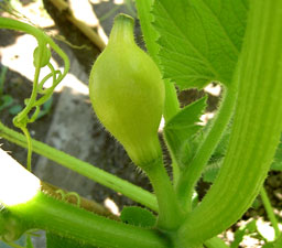 (small round squash on the vine)