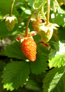 (an almost-ripe strawberry in the sunshine)