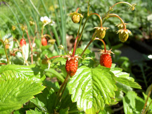 (several strawberries, ripe and unripe)