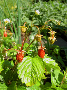 (several strawberries, ripe and unripe, foliage all around)