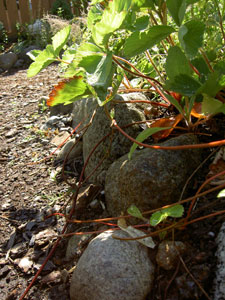 (the side of a strawberry patch, with many strawberry runners)