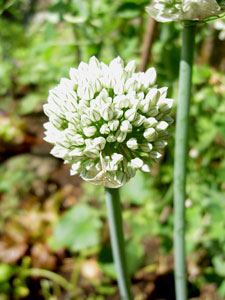 (a head of white flowers)