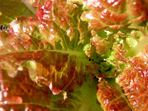 (closeup of the centre of a red lettuce)