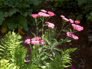 (ferns and clusters of pink flowers)