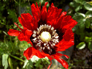 (red poppy flower)