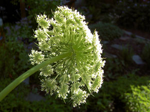 (head of white flowers)