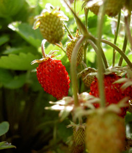 (ripe and unripe strawberries)