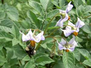 (bee in a flower)