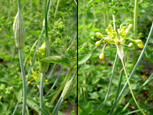 (clusters of yellow flowers)