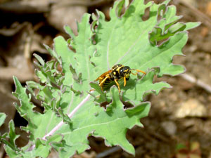 (wasp on a leaf)