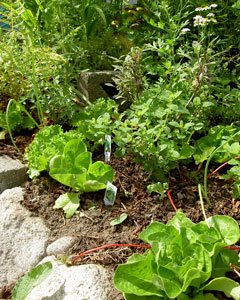 (garden bed with lettuces)