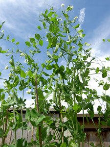 (tall pea vines against the sky)