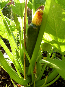 (zucchini attached to the plant)