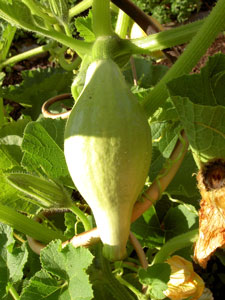 (small squash on the vine)