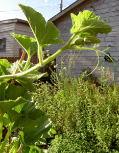 (squash vines)