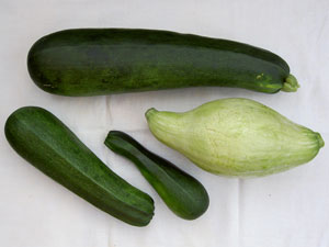 (three zucchinis and one mystery squash)