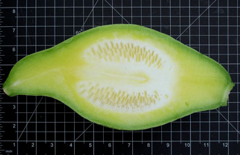 (cross-section of mystery squash)