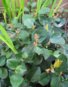 (foliage with small pink flowers)