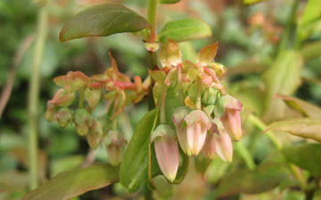 (blueberry flowers)