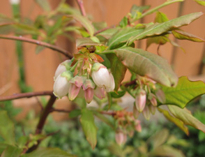 (blueberry flowers)