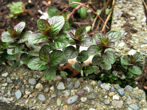 (dark green-purple mint flowers)