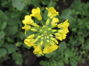 (spike of yellow flowers, from above)