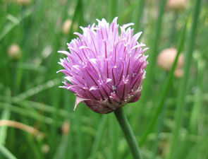 (purple chive flowers)