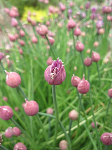 (many purple chive flower heads