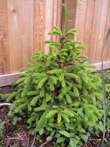 (small evergreen tree)