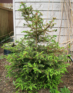 (small, lopsided, evergreen tree)