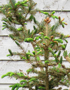 (closeup of some of the upper branches)