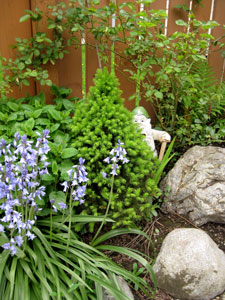 (small evergreen surrounded by rocks, bluebells, and green foliage; small garden gnome peeking out from behind)