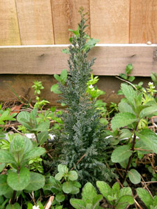 (tiny blue-green conifer)