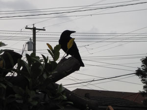 (crow on branches against sky with power lines)