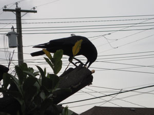 (crow on branches grasping peanut with beak and foot)