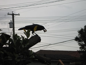 (crow holding two peanuts in beak)