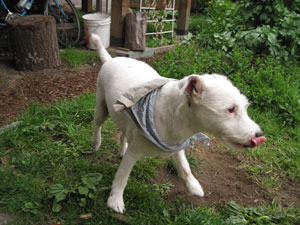 (white dog with blue neck scarf)